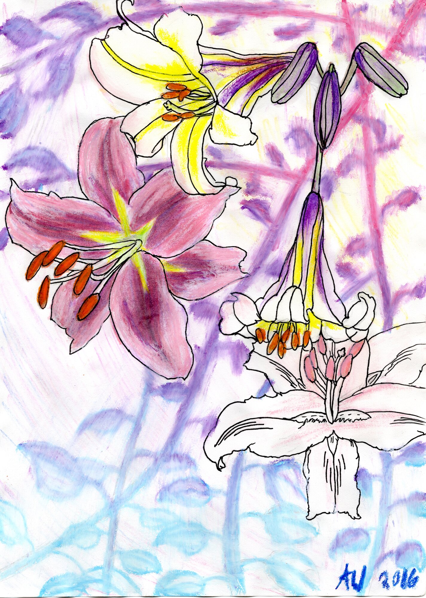 Lily Bloom