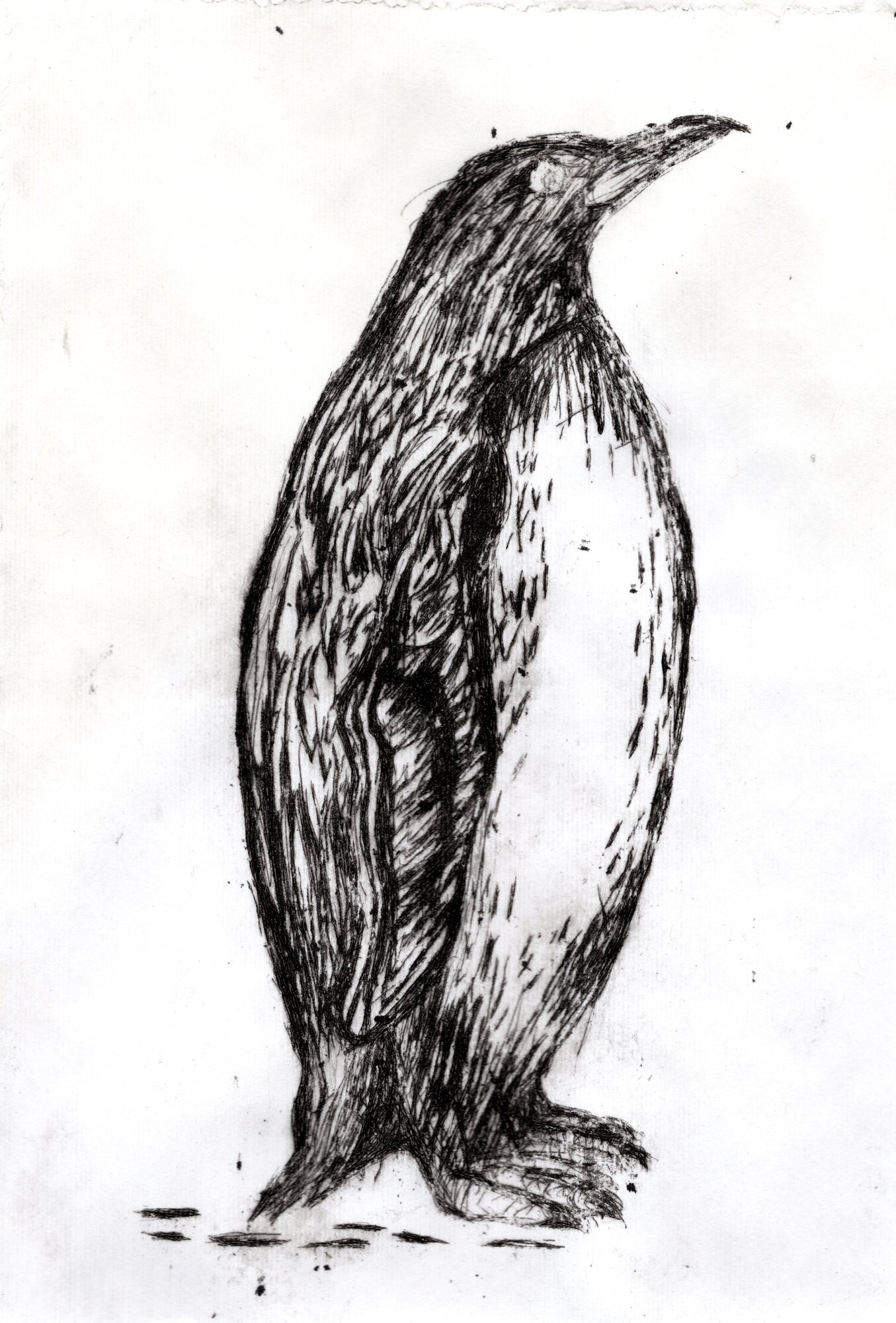 Penguin Study